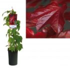 Oosterse wingerd | Parthenocissus tricuspidata 'Veitchii'