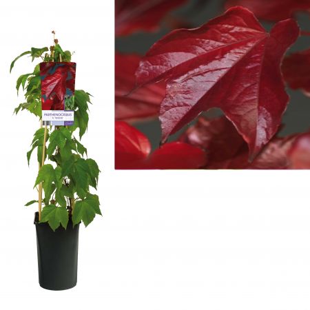 Parthenocissus-tricuspidata-Veitchii C2 45x45 Oosterse wingerd | Parthenocissus tricuspidata 'Veitchii'