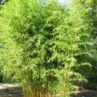 Reuzenbamboe | Phyllostachys aureosulcata 'Aureocaulis'