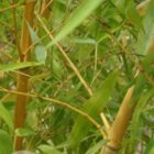 Reuzenbamboe | Phyllostachys aureosulcata 'Aureocaulis'