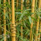 Gouden bamboe | Phyllostachys aurea