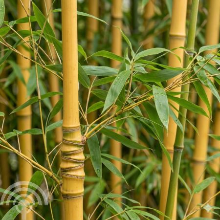 Phyllostachys_aurea 45x45 Gouden bamboe | Phyllostachys aurea