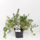 Heesterganzerik | Potentilla fruticosa 'Abbotswood'