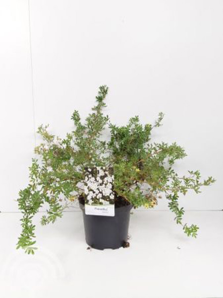 Potentilla-frusticosa-Abbotswood-C2-30-40-6x4-1 Heesterganzerik | Potentilla fruticosa 'Abbotswood'
