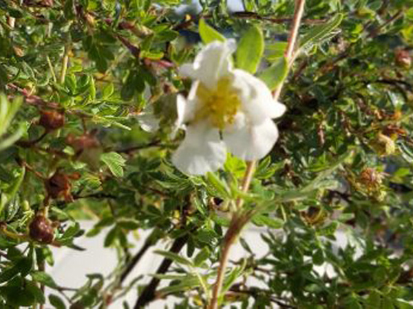 Heesterganzerik | Potentilla fruticosa 'Abbotswood'