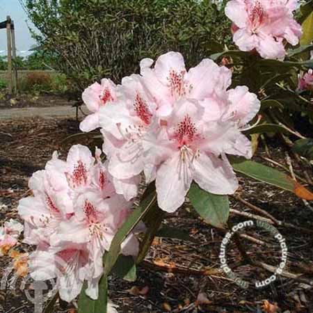 Rhododendron Albert Schweitzer 45x45 Rhododendron hybride | Rhododendron 'Albert Schweitzer'