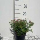 Spierstruik | Spiraea japonica ‘Little Princess’