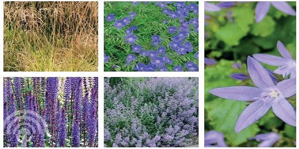 Vasteplantenmixpakket Paars Vaste planten mixpakket Paars | borderpakket