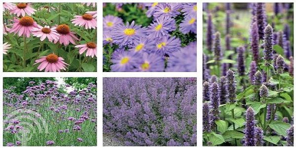 Vasteplantenmixpakket Vlinder Vaste planten mixpakket Vlinder | borderpakket