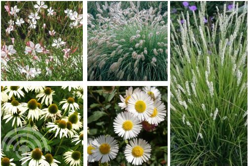 Vasteplantenmixpakket Wit Vaste planten mixpakket Wit | borderpakket