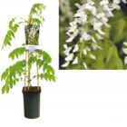 Blauwe regen - wit | Wisteria floribunda 'Alba'