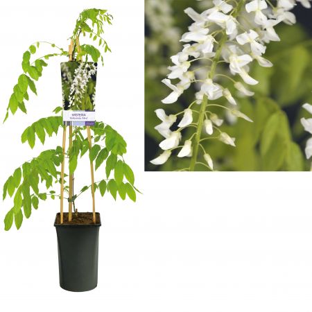Wisteria-floribunda-Alba 45x45 Blauwe regen - wit | Wisteria floribunda 'Alba'