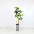 Blauwe regen | Wisteria sinensis 'Prolific'