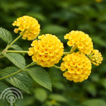 buddleja_weyeriana_sungold bloem 45x45 Vlinderstruik | Buddleja weyeriana 'Sungold'