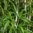 Bamboe | Fargesia robusta 'Campbell'