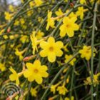 Winterjasmijn | Jasminum nudiflorum