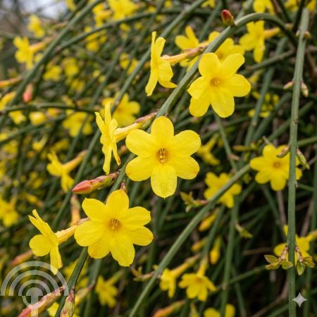 Winterjasmijn | Jasminum nudiflorum