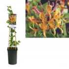 Kamperfoelie | Lonicera heckrottii 'American Beauty'