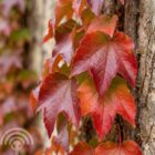 Oosterse wingerd | Parthenocissus tricuspidata 'Veitchii'