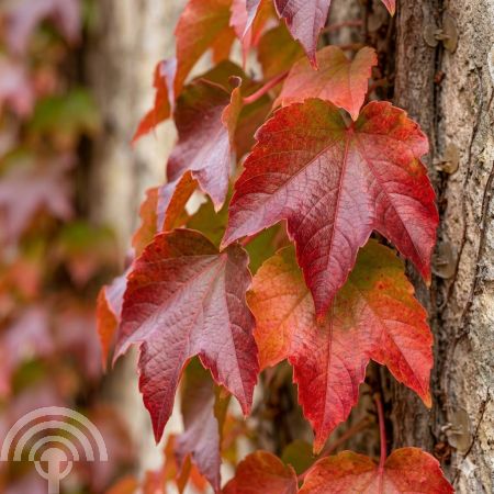 Oosterse wingerd | Parthenocissus tricuspidata 'Veitchii'