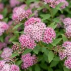 Spierstruik | Spiraea japonica ‘Little Princess’