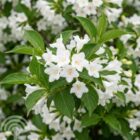 Weigelia | Weigela 'Candida'
