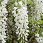 Blauwe regen - wit | Wisteria floribunda 'Alba'