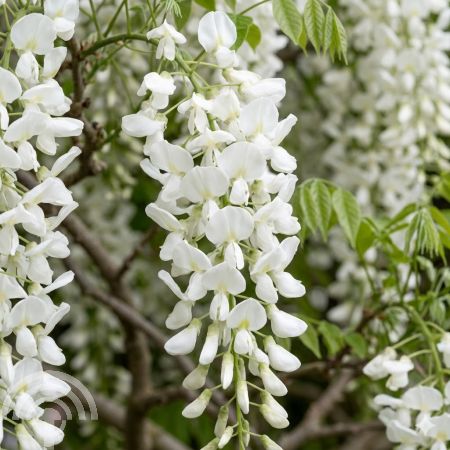Blauwe regen - wit | Wisteria floribunda 'Alba'