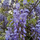 Blauwe regen | Wisteria sinensis 'Prolific'