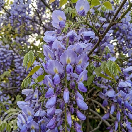 Blauwe regen | Wisteria sinensis 'Prolific'